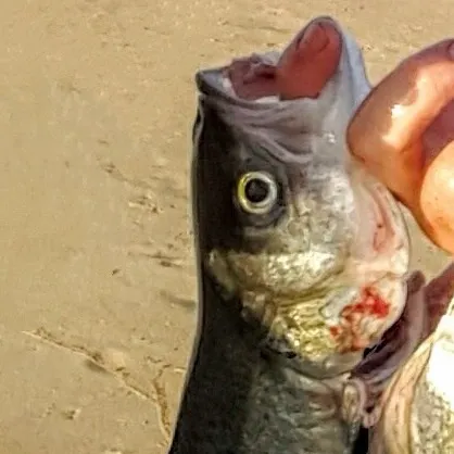 The most recent Eastern Australian salmon catches on Fishbrain