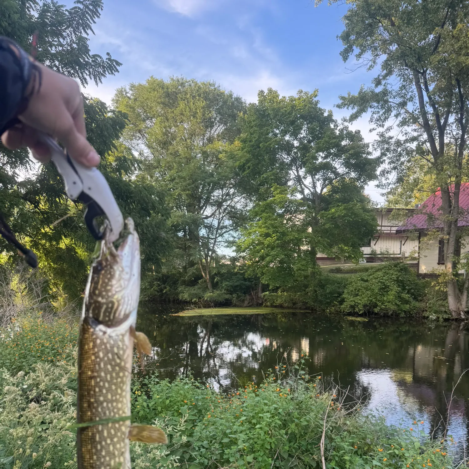 Fish caught on Fishbrain