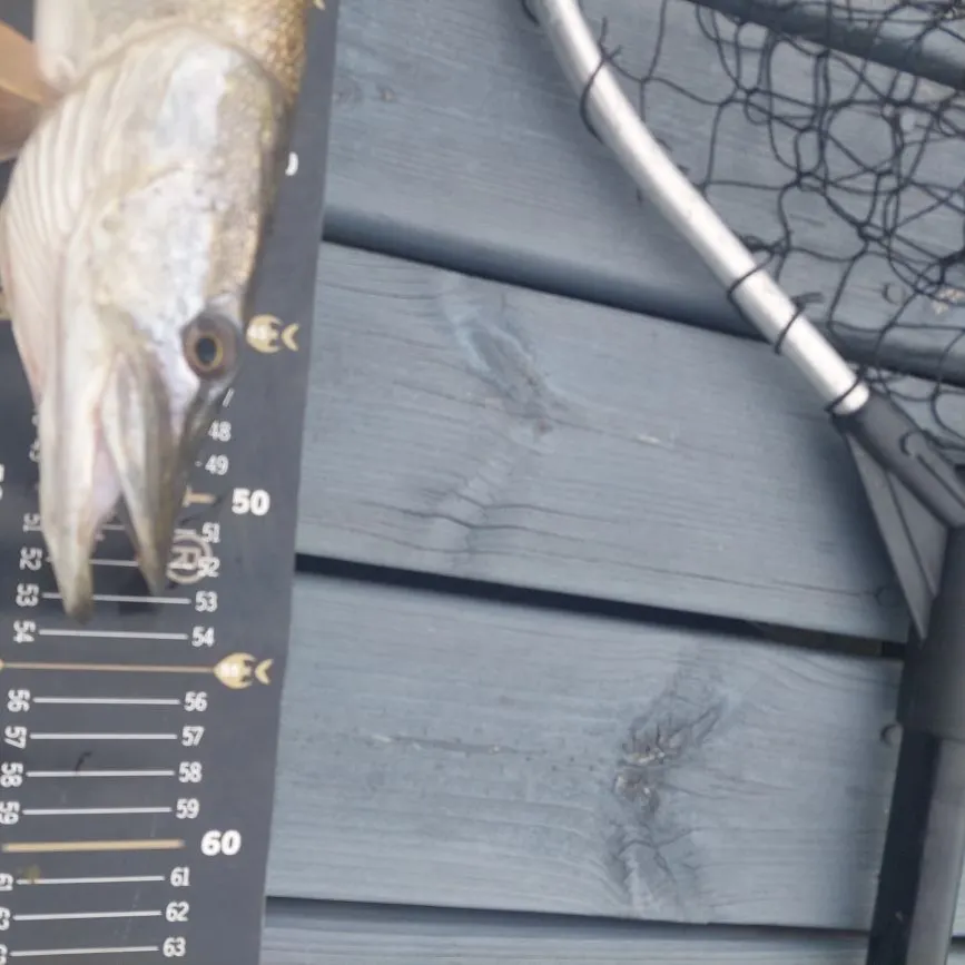 Northern pike caught on Fishbrain