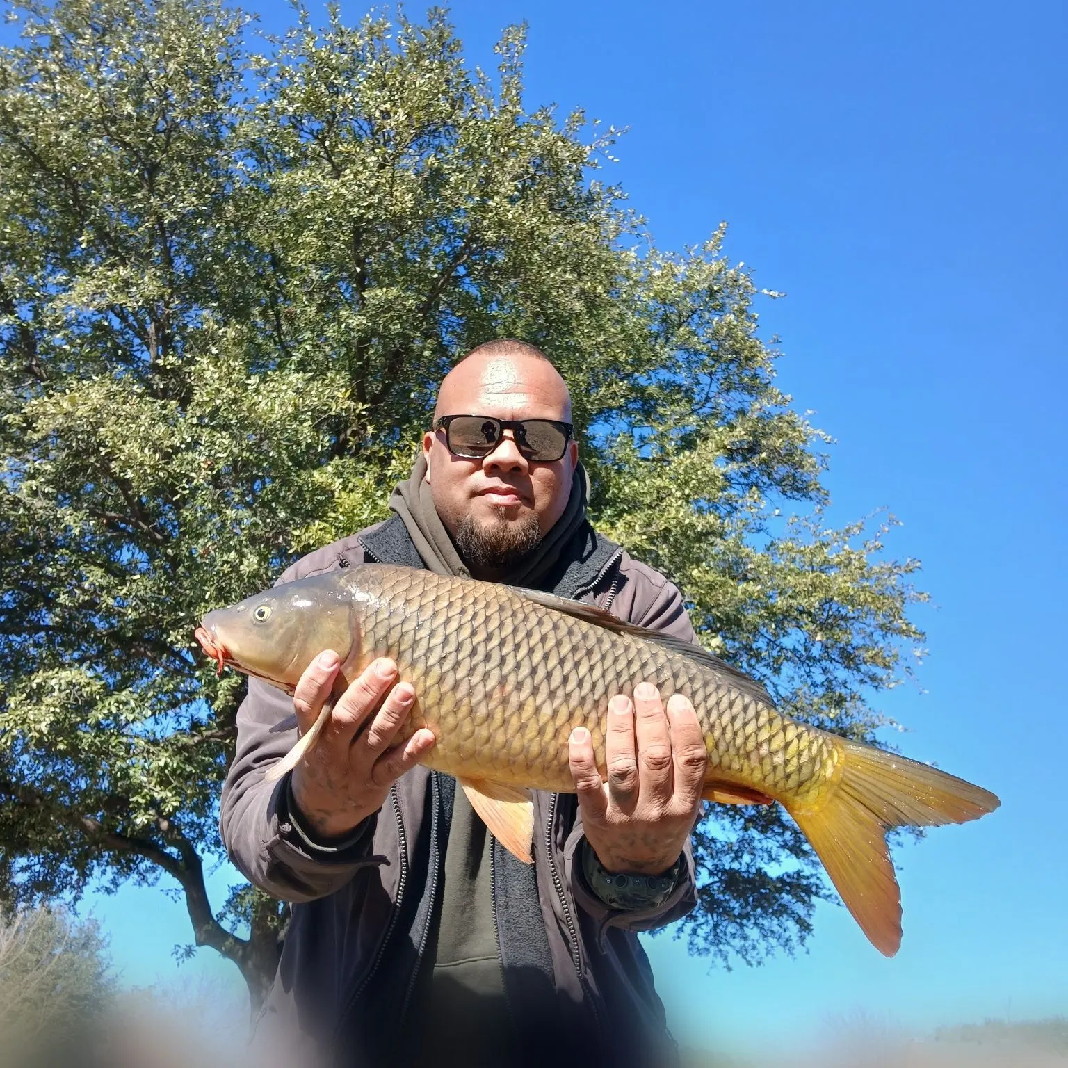The most recent Common carp catches on Fishbrain