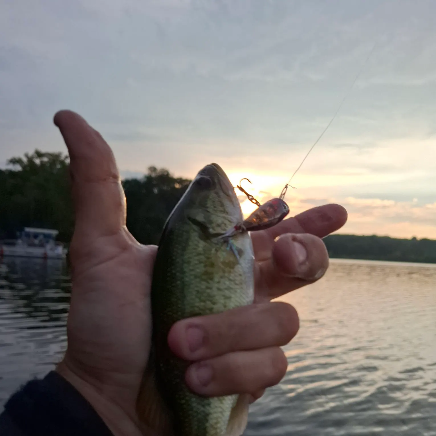 Largemouth bass caught on Fishbrain