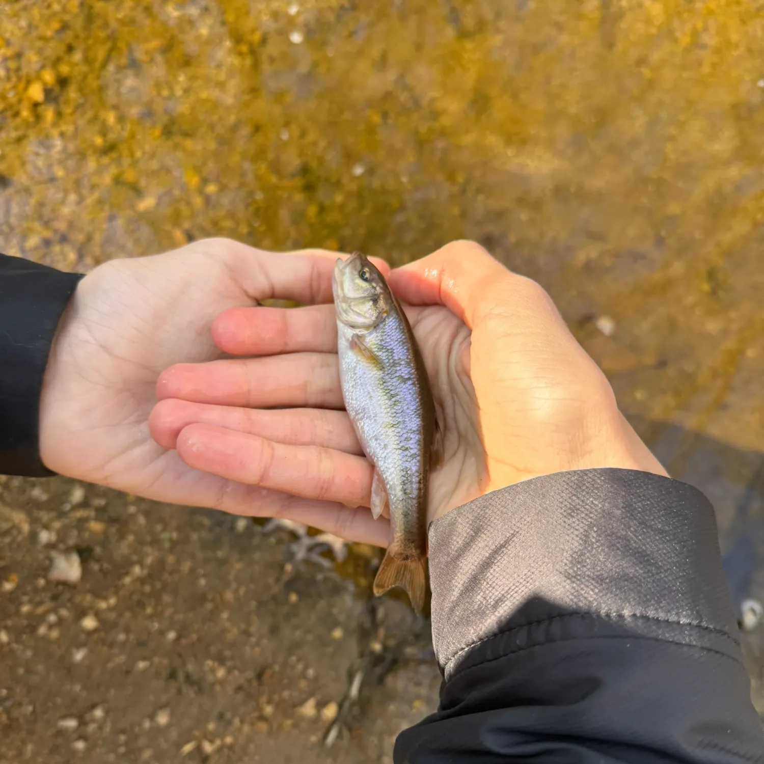 Creek chub caught on Fishbrain