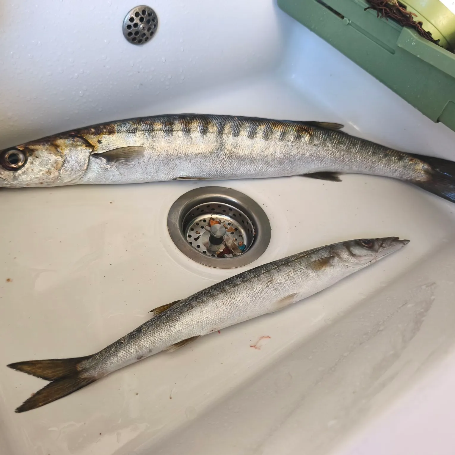 The most recent Pickhandle barracuda catches on Fishbrain