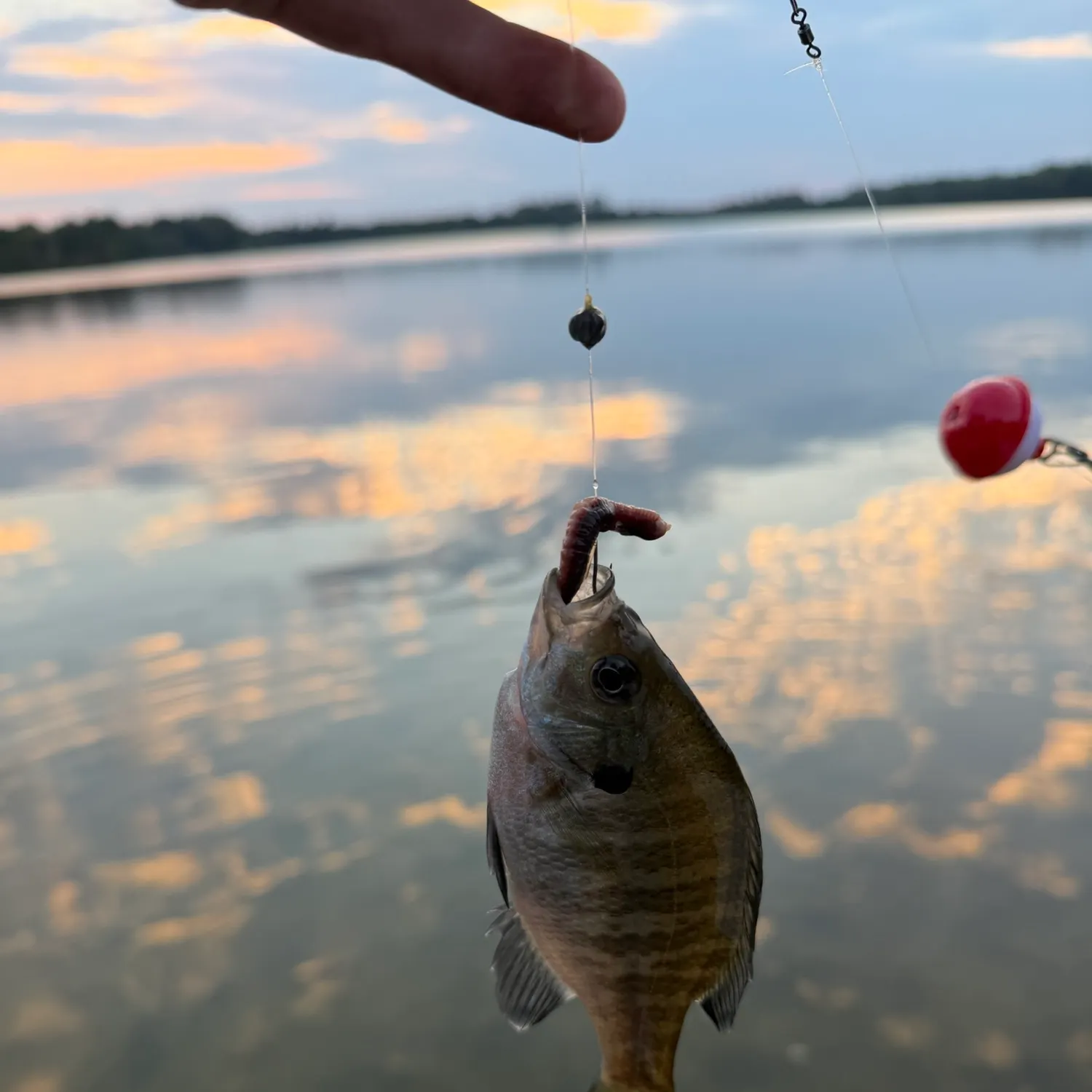 Bluegill caught on Fishbrain