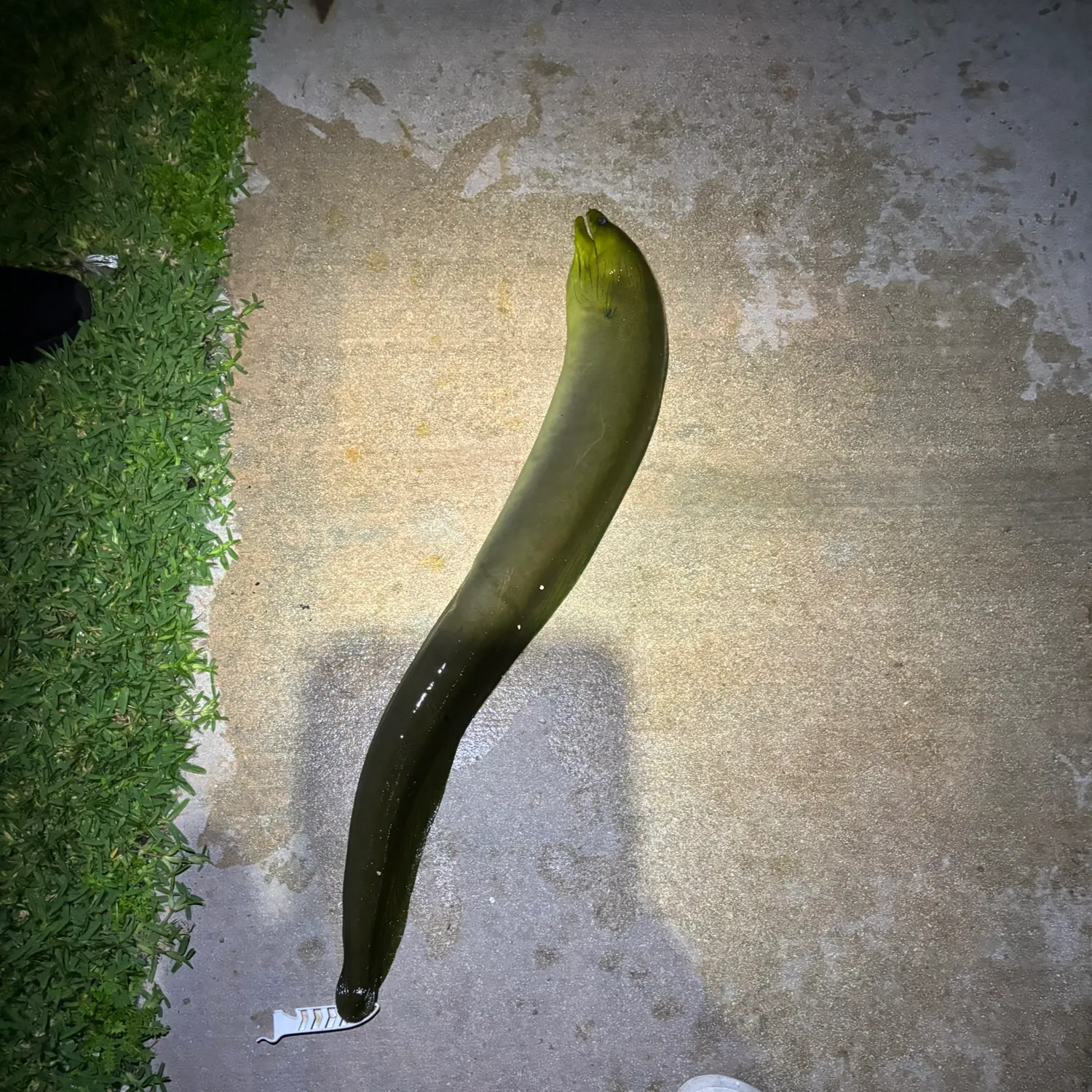 The most recent Green moray catches on Fishbrain