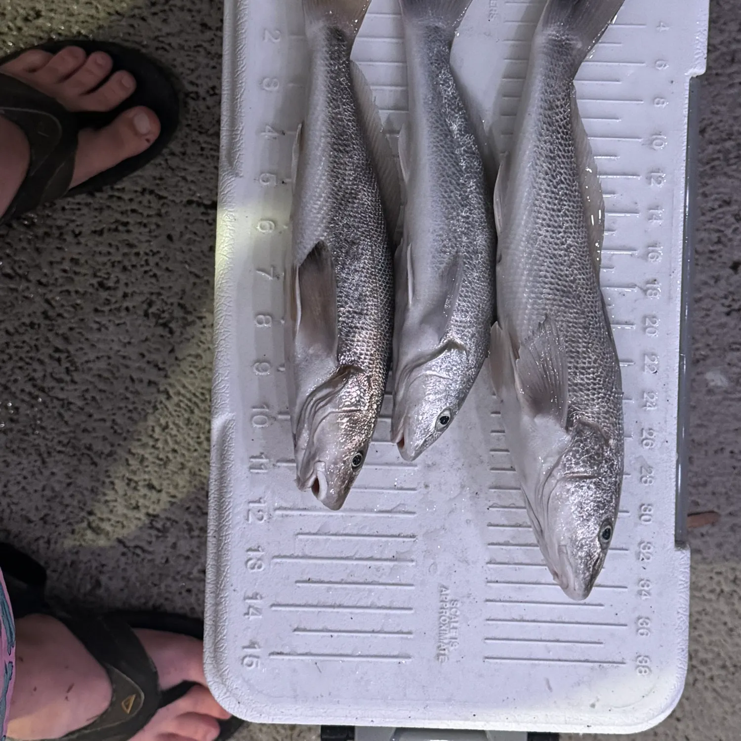 recently logged catches