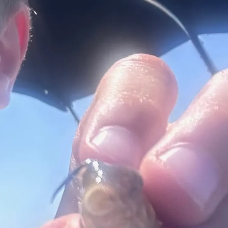 The most recent Sand shiner catches on Fishbrain