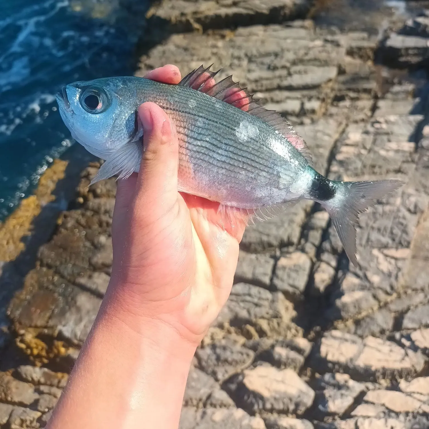 The most recent Gilthead seabream catches on Fishbrain