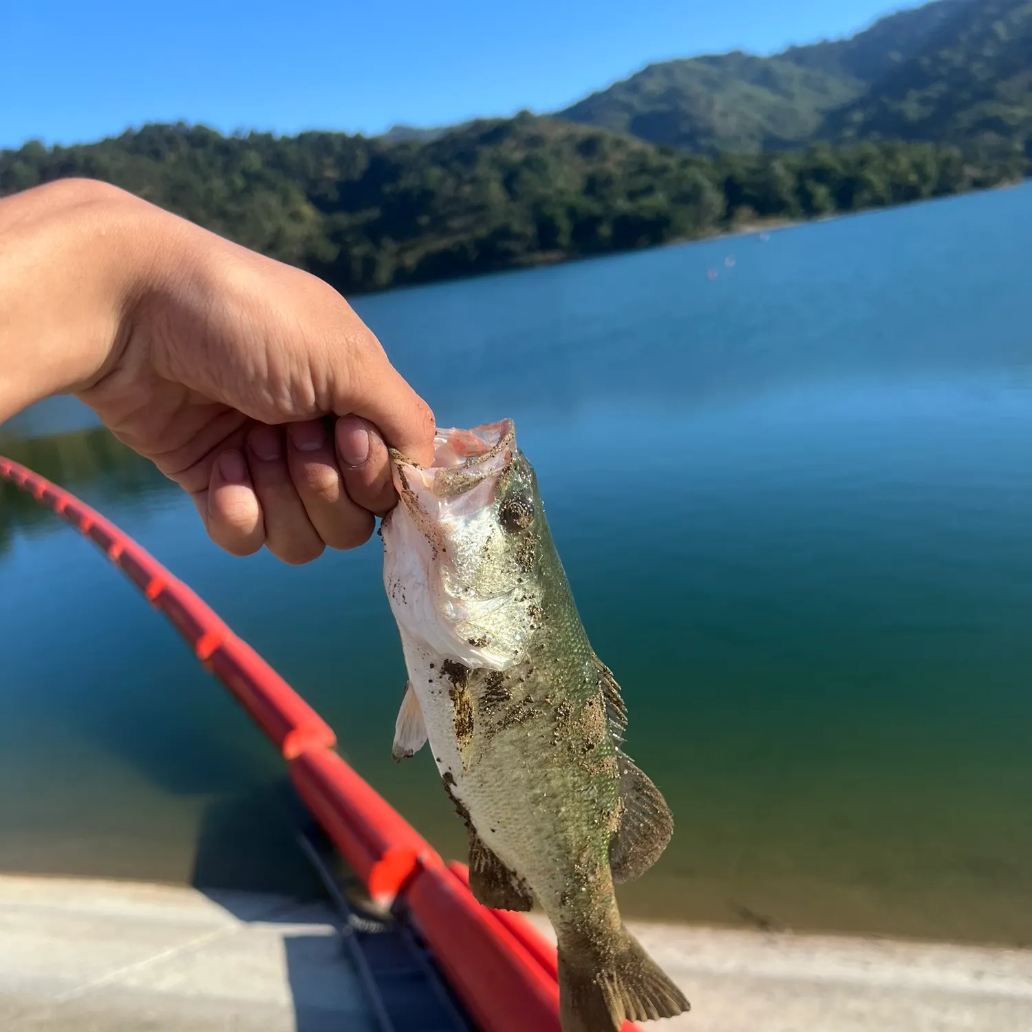 The most recent Spotted bass catches on Fishbrain