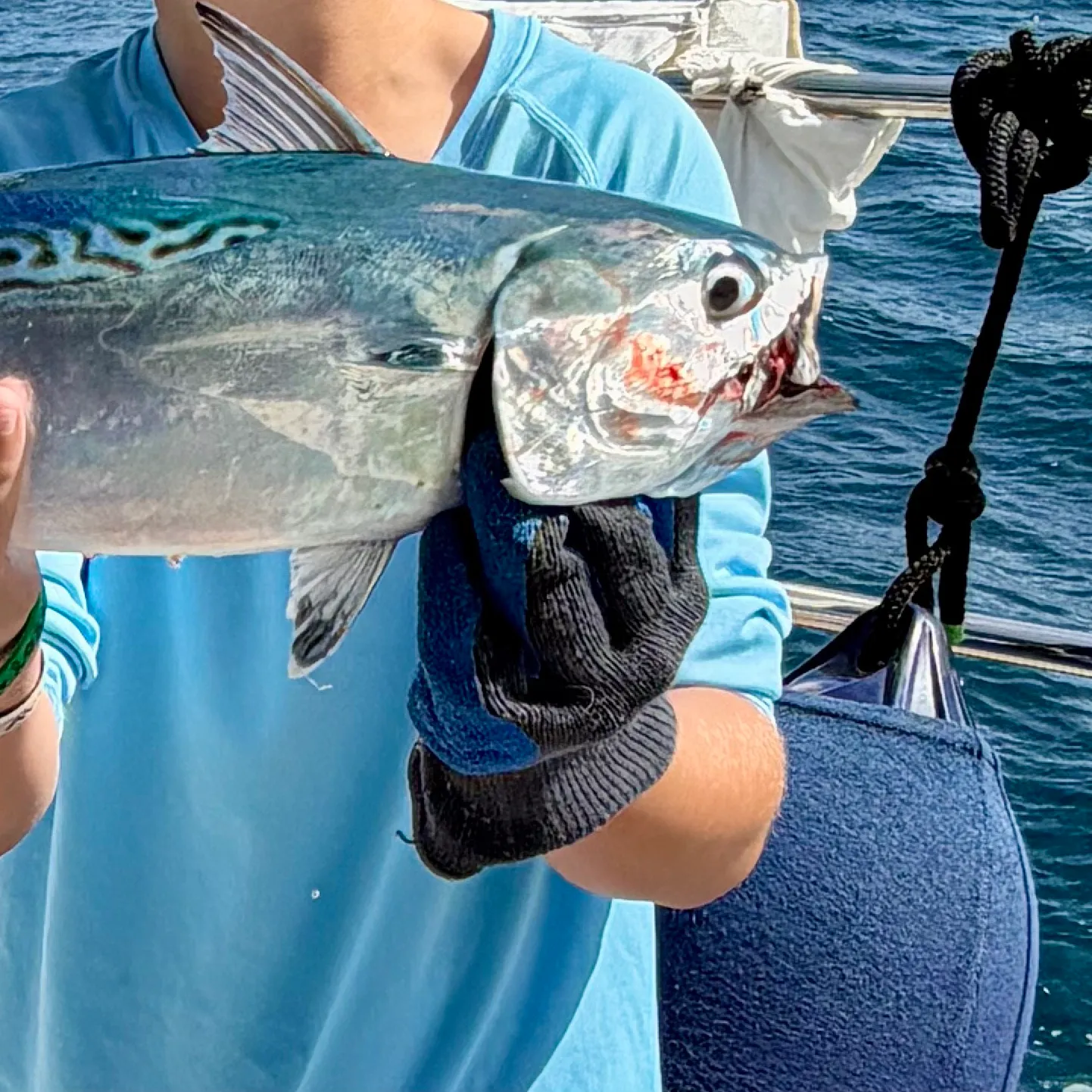 The most recent Australian bonito catches on Fishbrain
