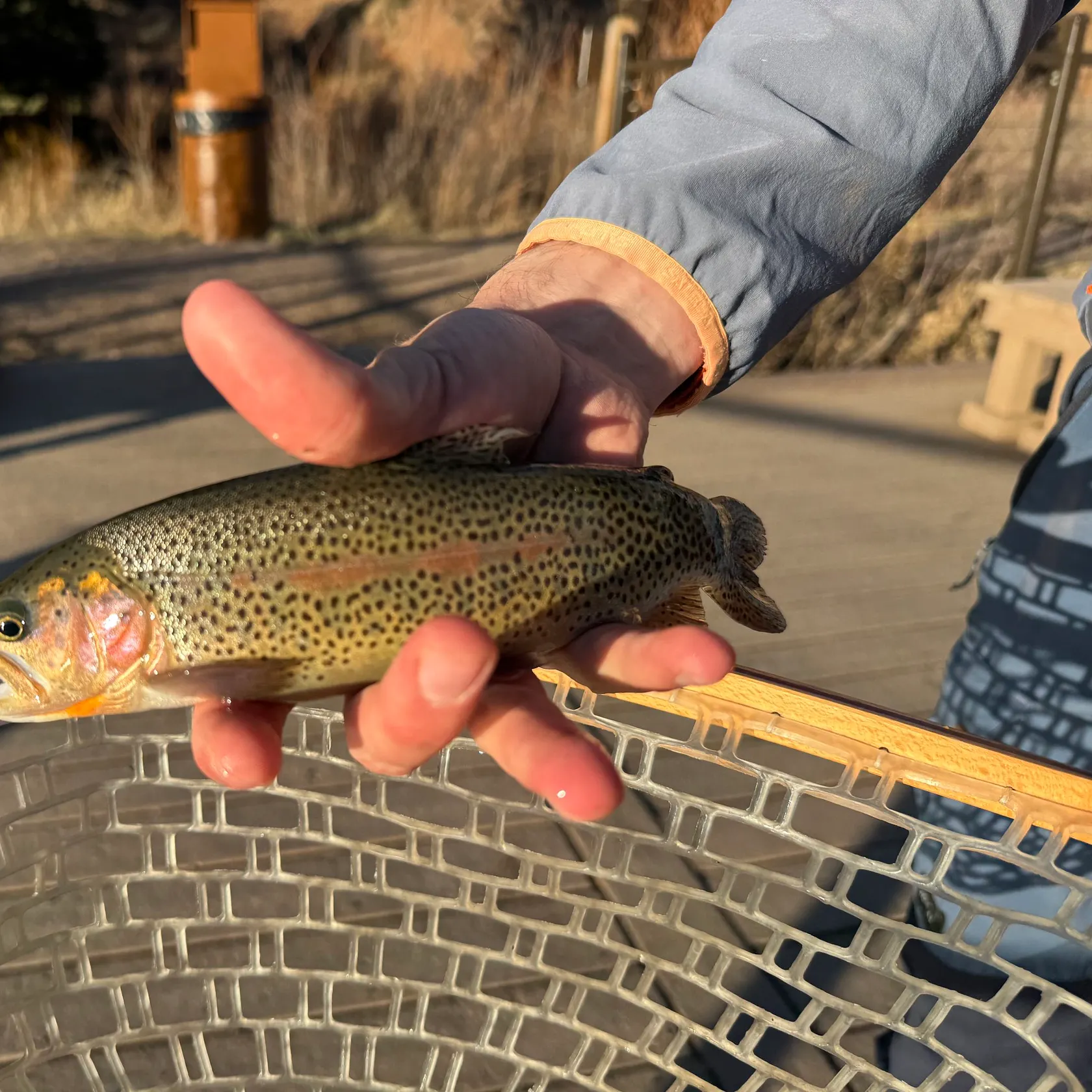 The most recent Cutbow catches on Fishbrain