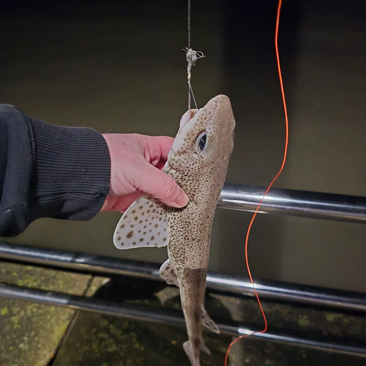 The most recent Lesser spotted dogfish catches on Fishbrain