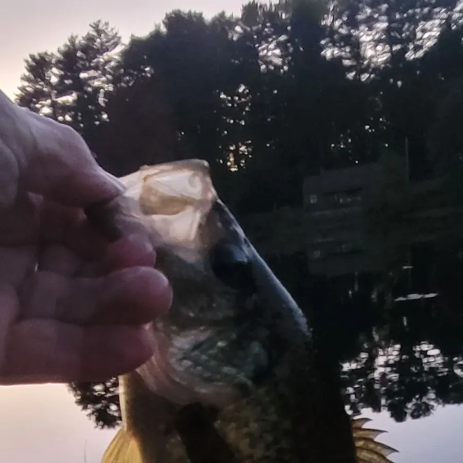 Black crappie caught on Fishbrain