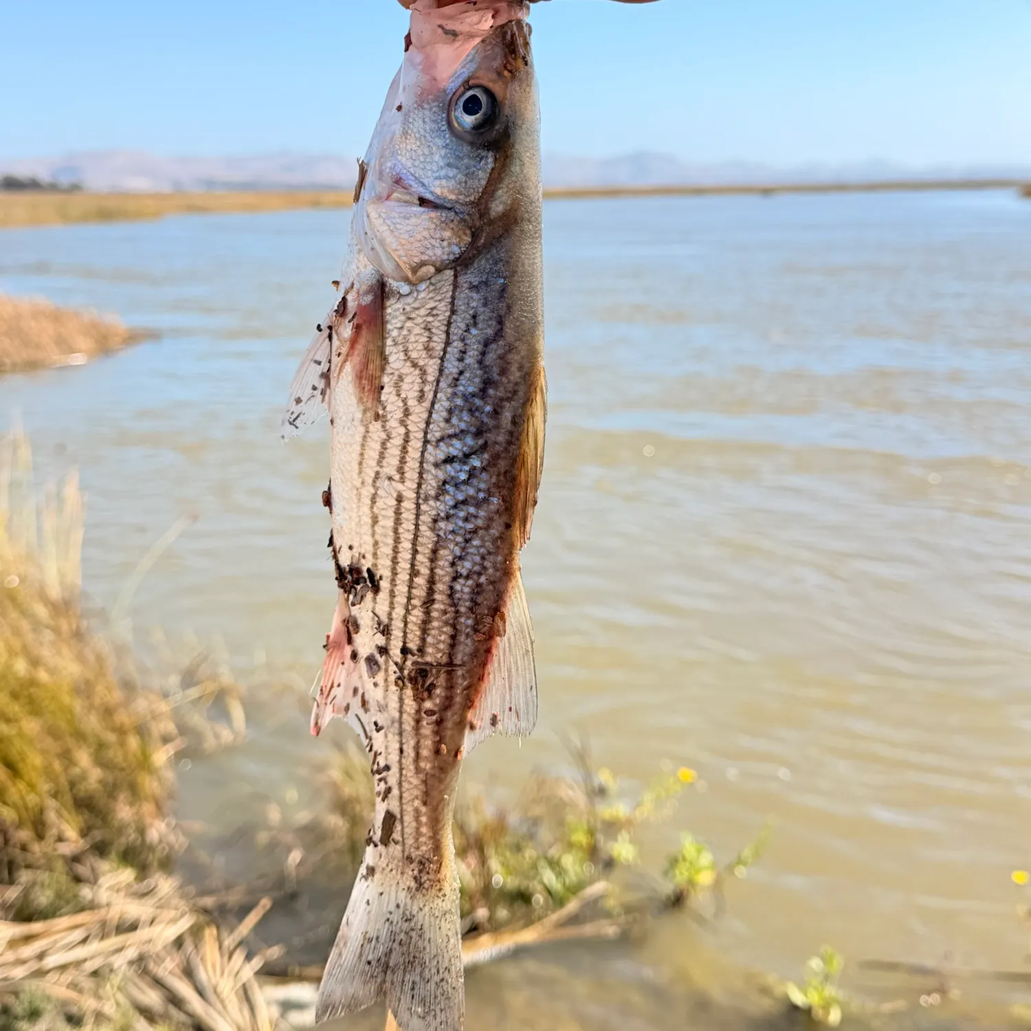 Striped bass caught on Fishbrain