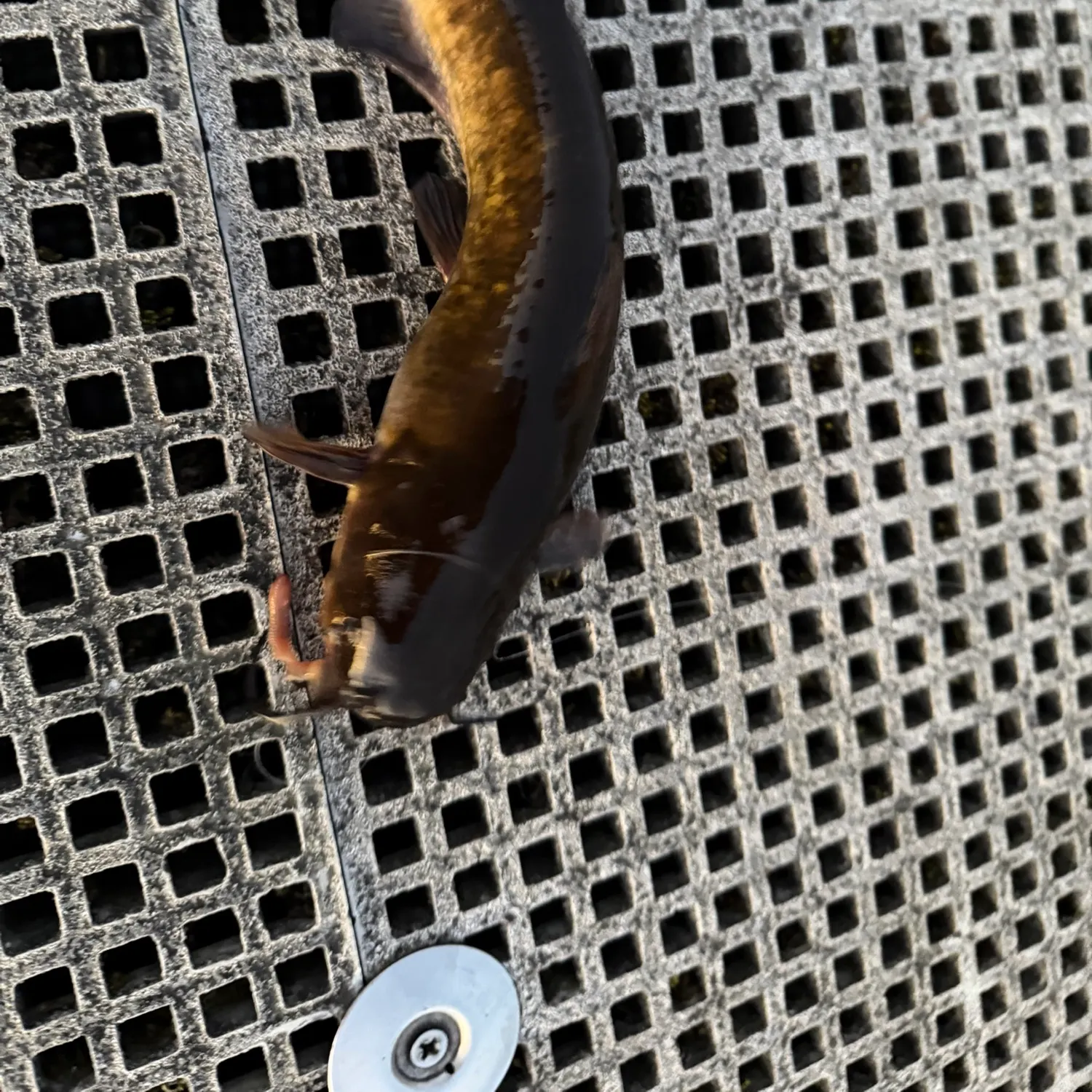 Brown bullhead caught on Fishbrain