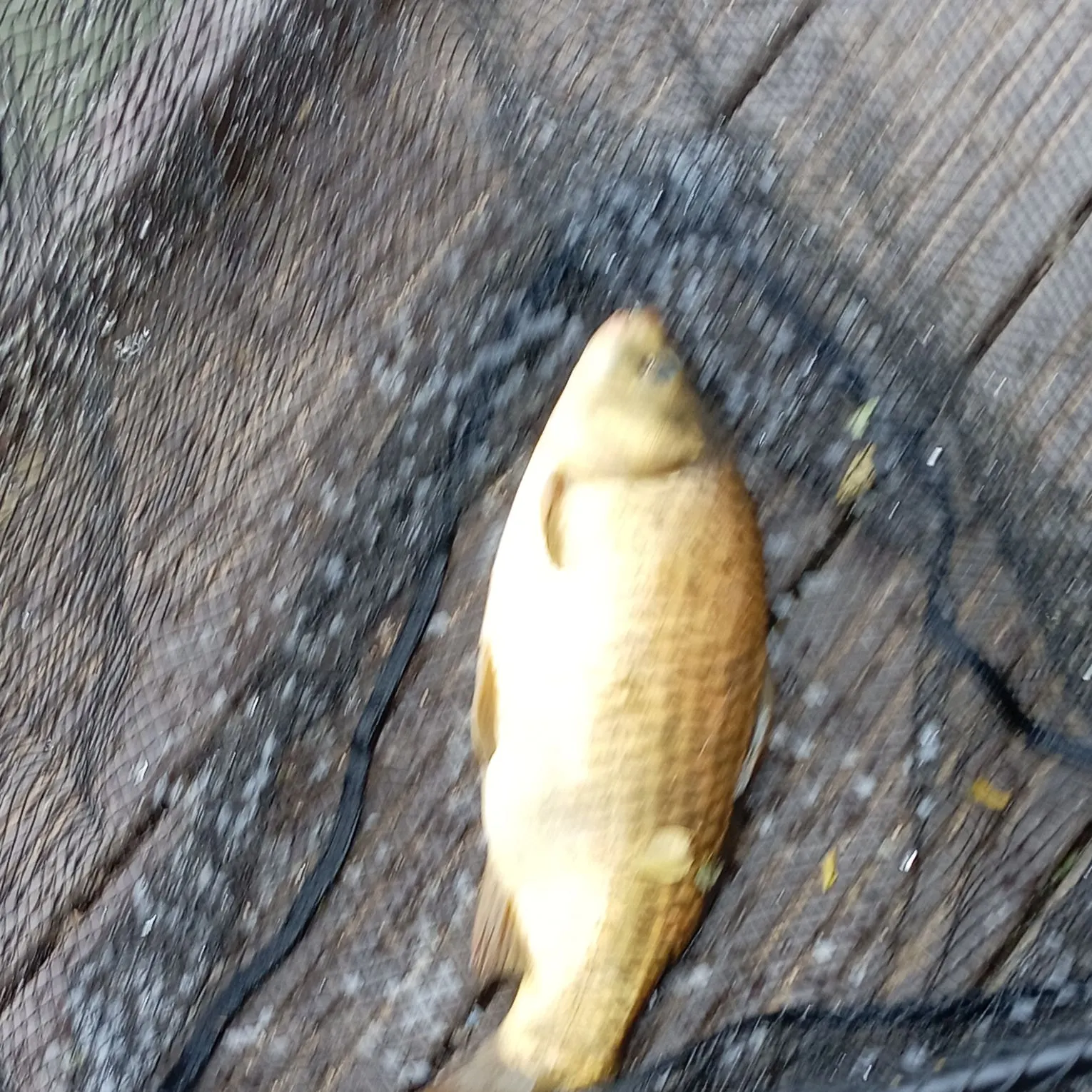 Common carp caught on Fishbrain