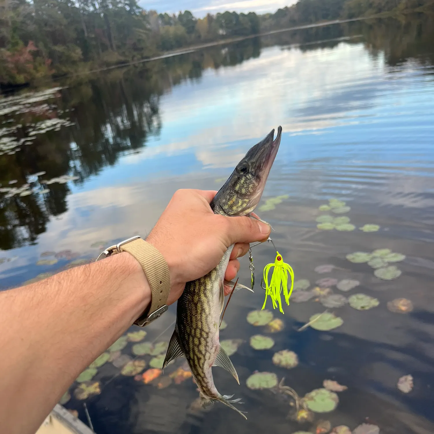 recently logged catches