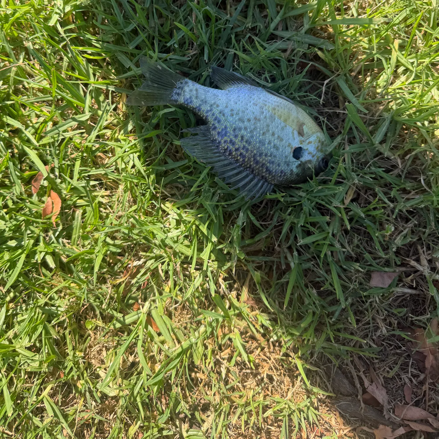 Bluegill caught on Fishbrain
