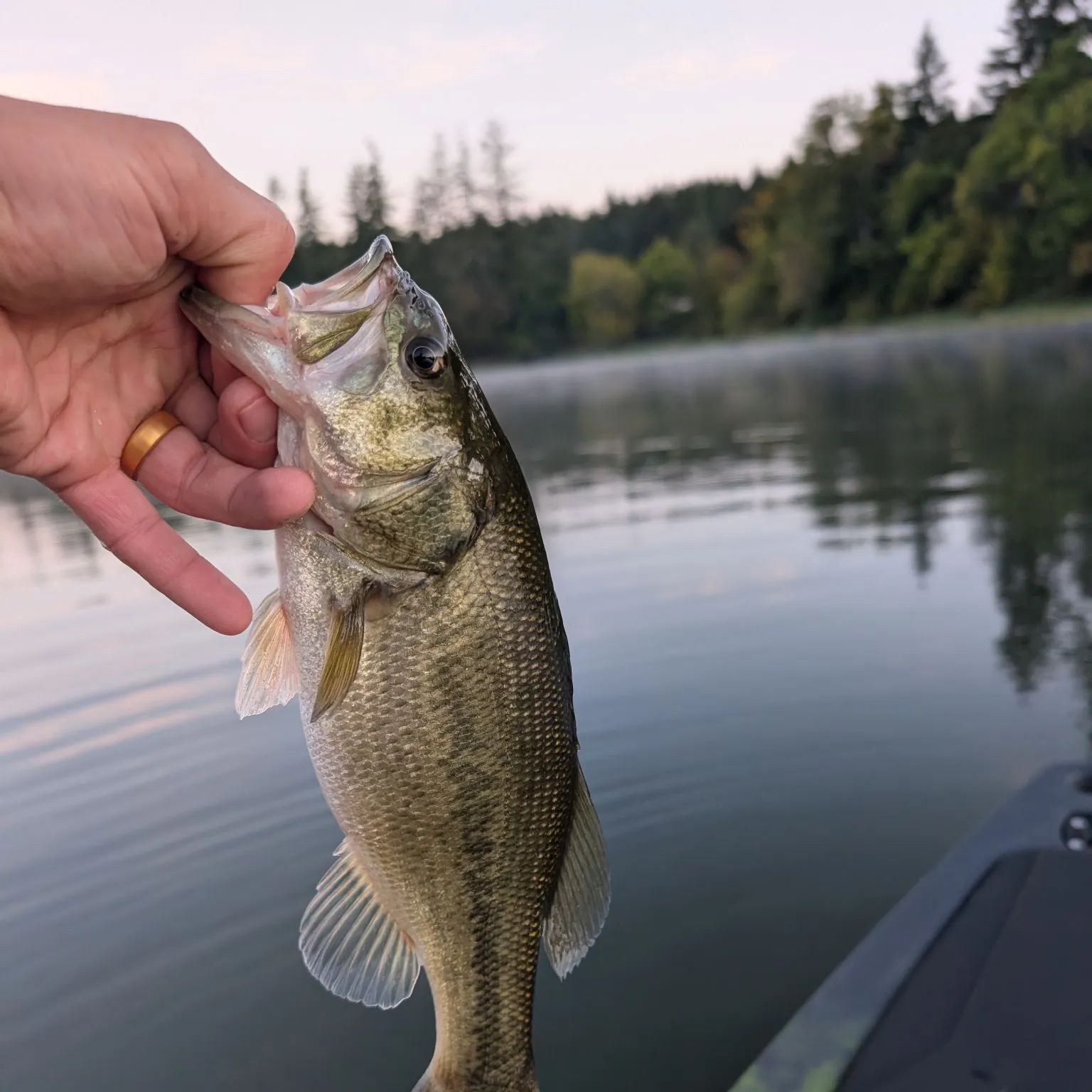 Largemouth bass caught on Fishbrain