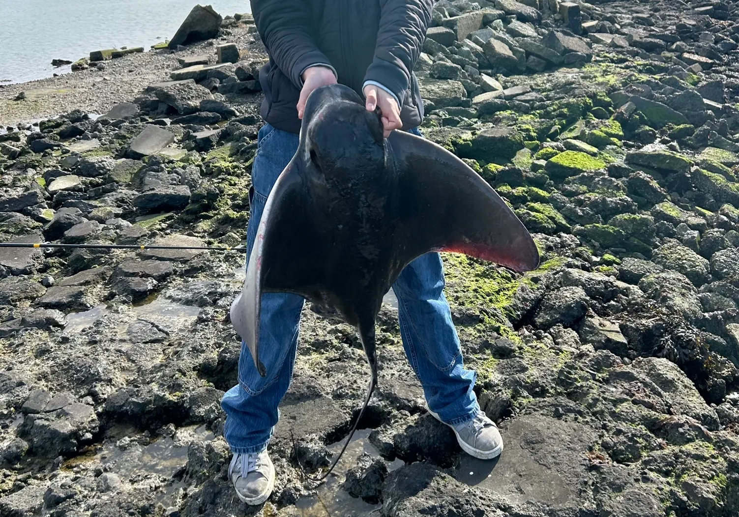 Bat eagle ray