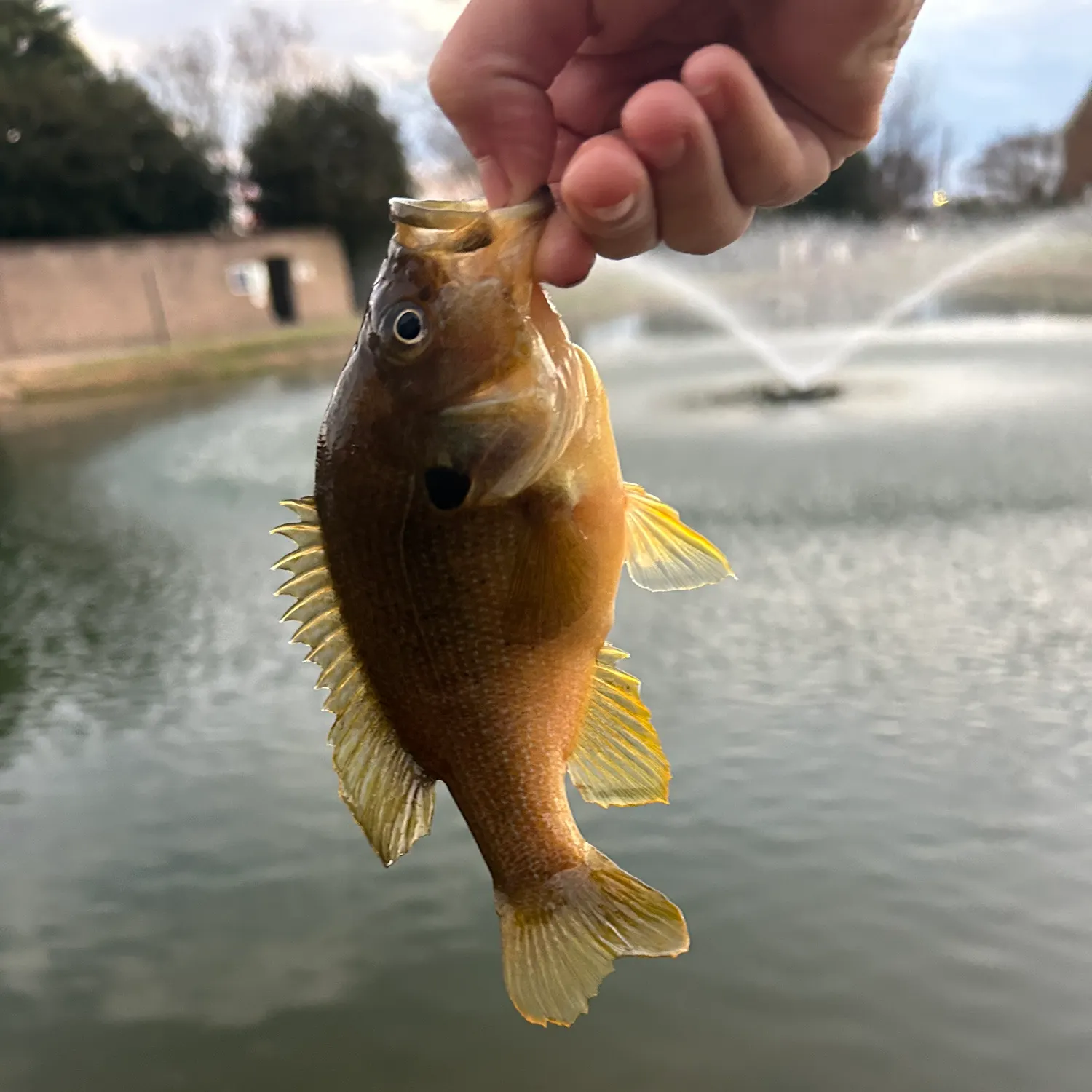 The most recent Green sunfish catches on Fishbrain