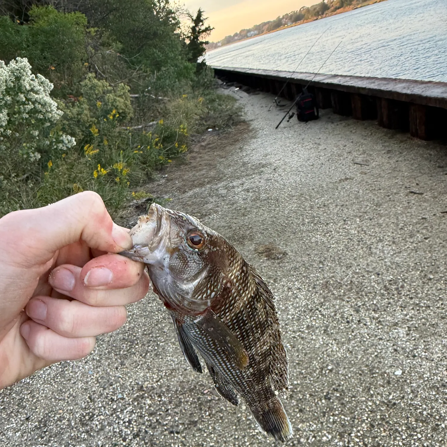 Black sea bass caught on Fishbrain