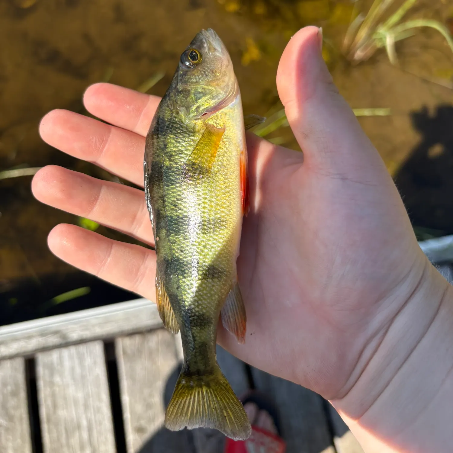 Yellow perch caught on Fishbrain