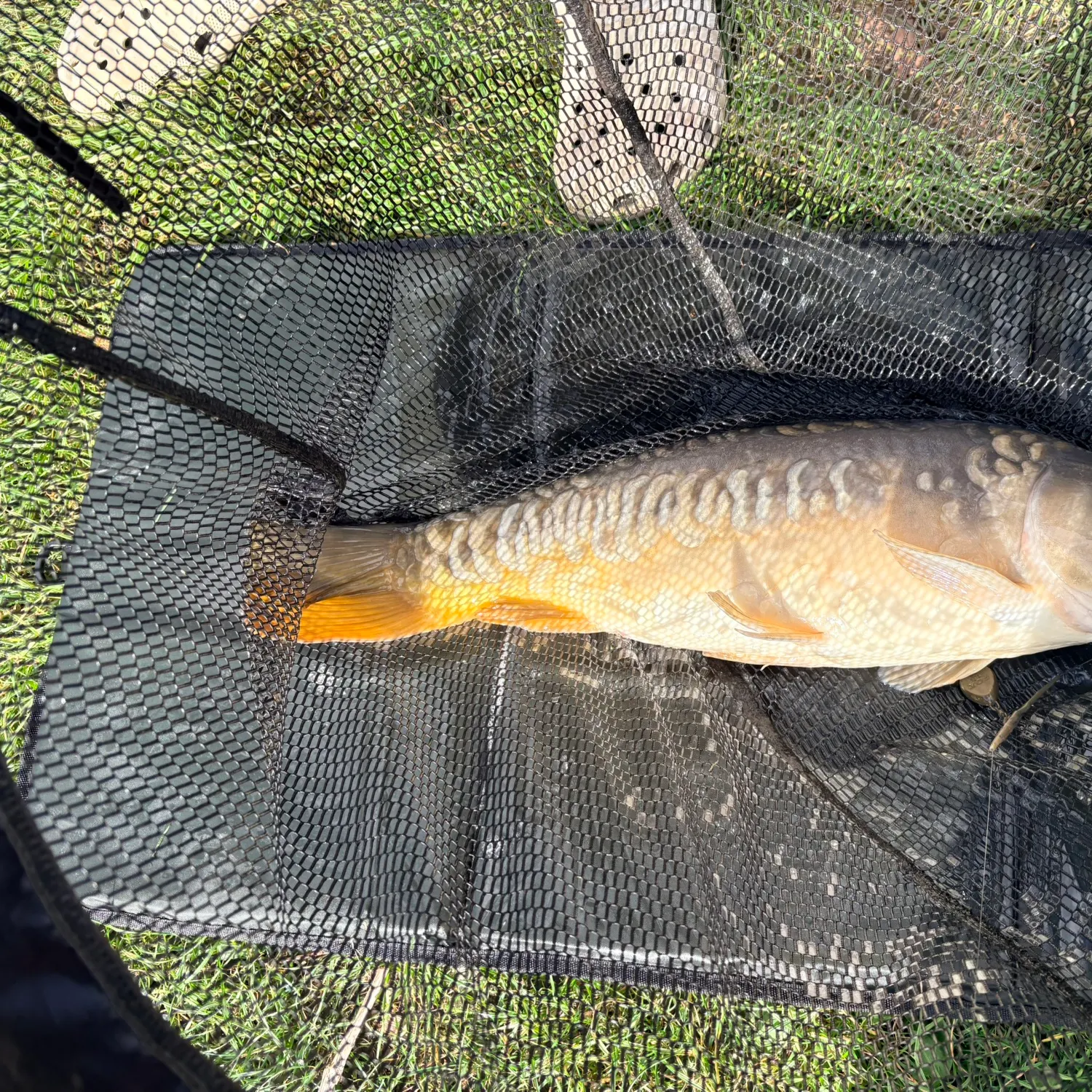 Mirror carp caught on Fishbrain