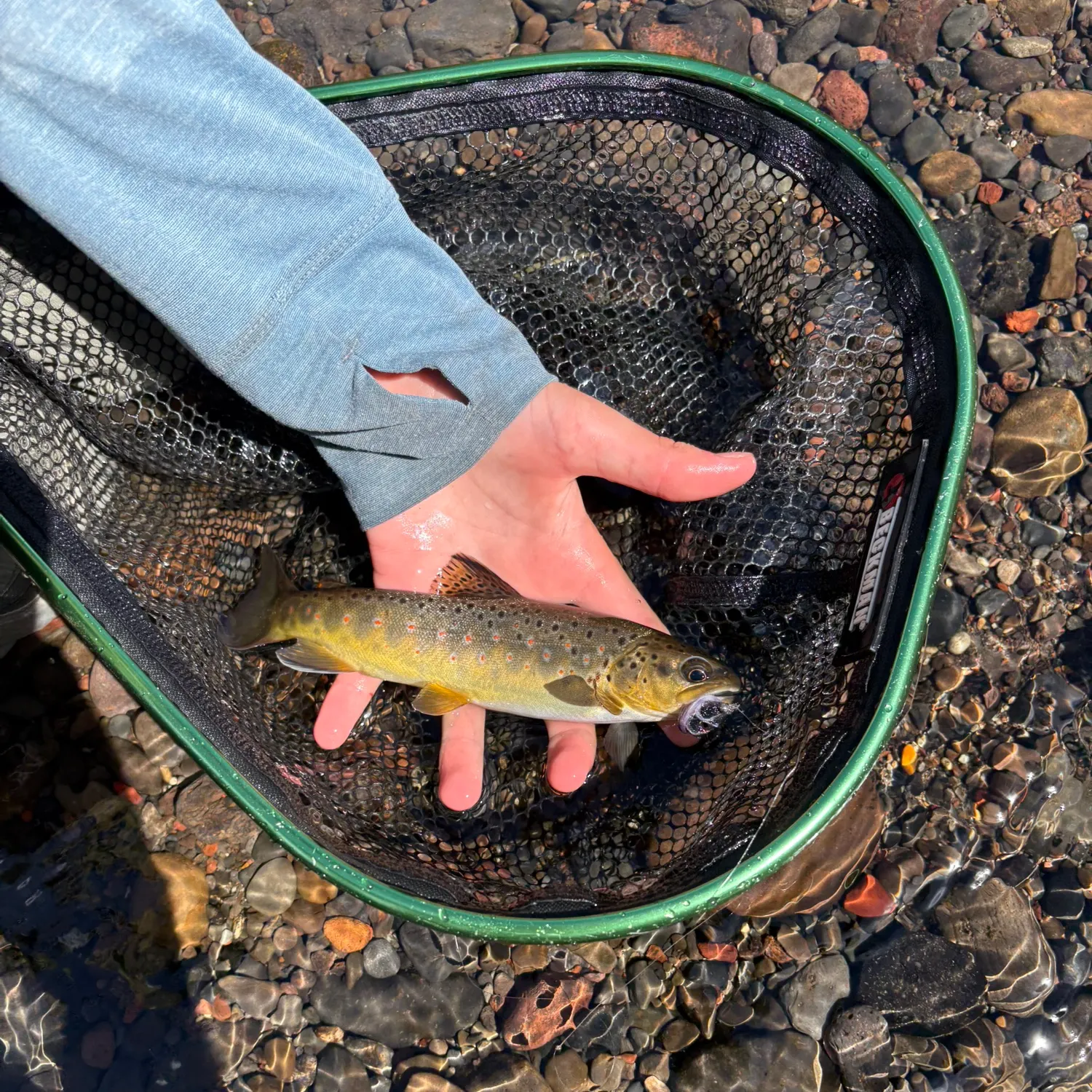Brown trout caught on Fishbrain