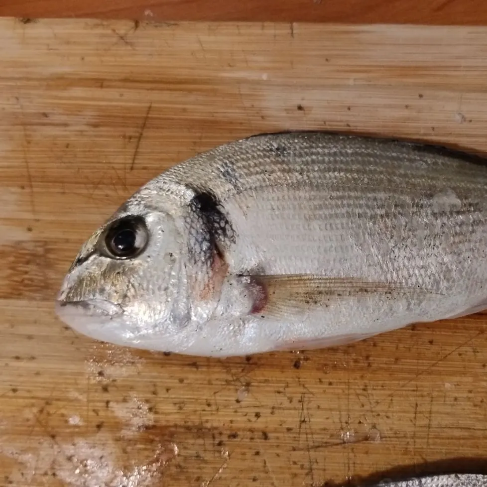 Gilthead seabream caught on Fishbrain