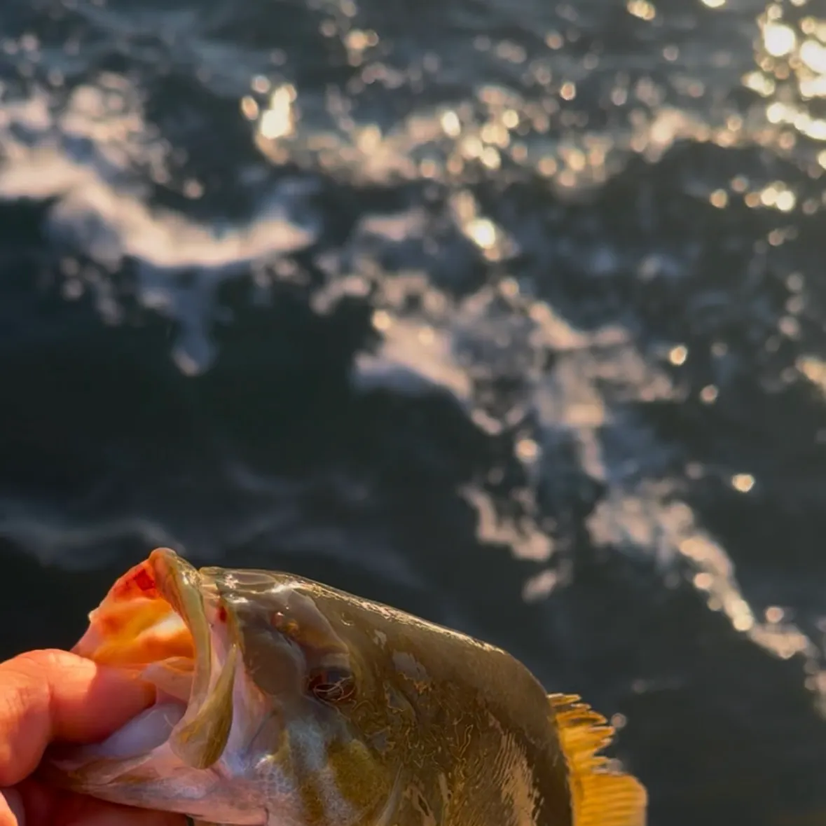 Smallmouth bass caught on Fishbrain