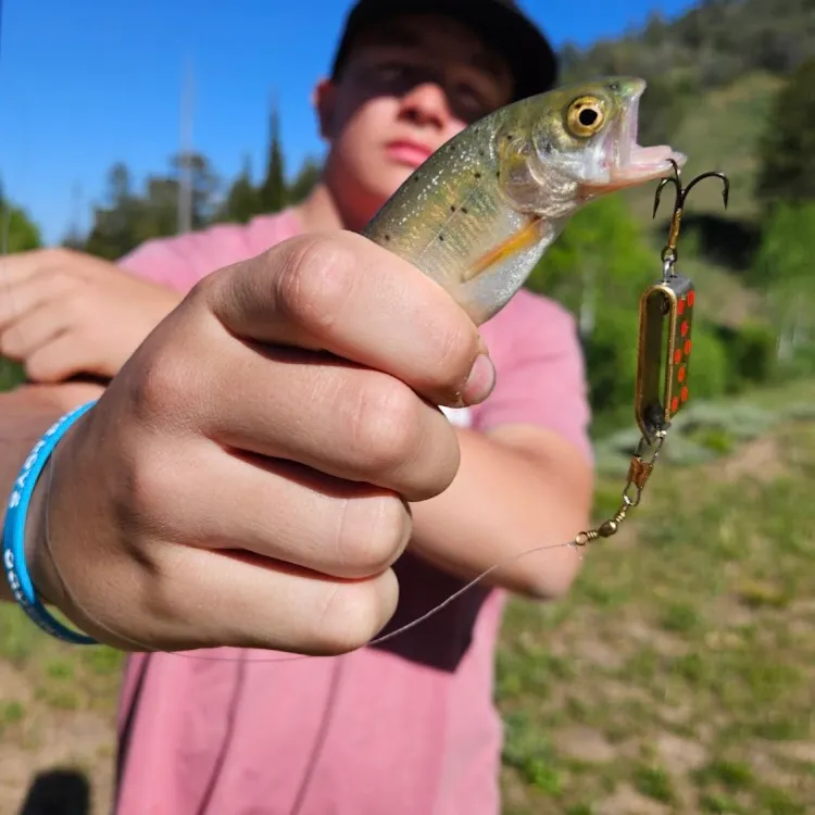 Cutthroat trout caught on Fishbrain