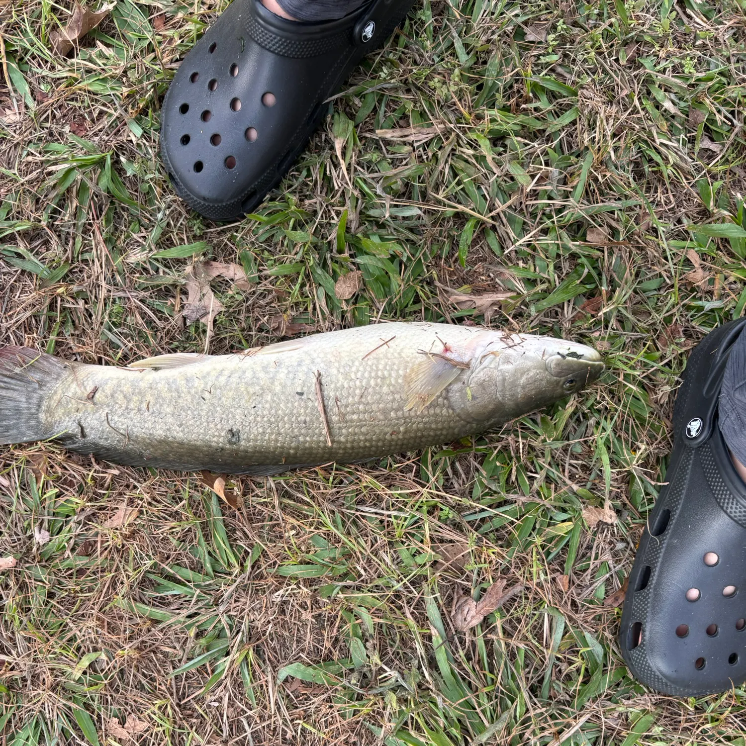 The most recent Eyetail bowfin catches on Fishbrain