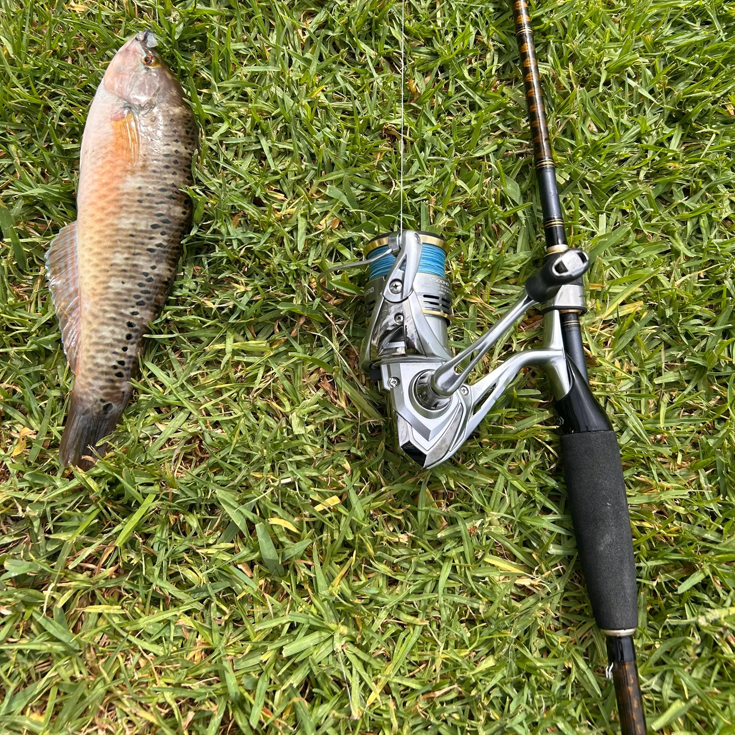 The most recent Rock wrasse catches on Fishbrain