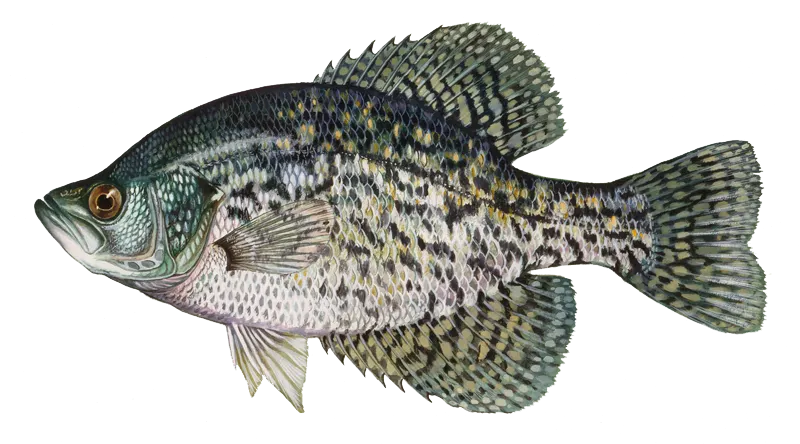 Black crappie