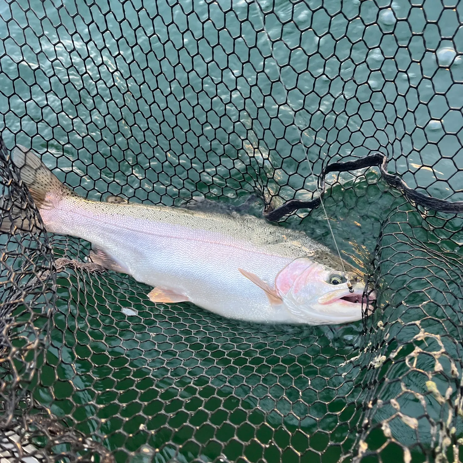 Rainbow trout caught on Fishbrain