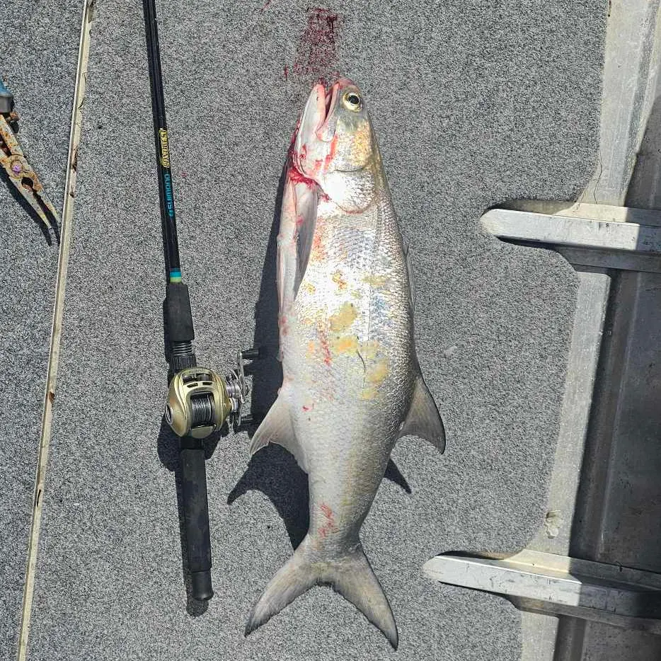 The most recent King threadfin catches on Fishbrain