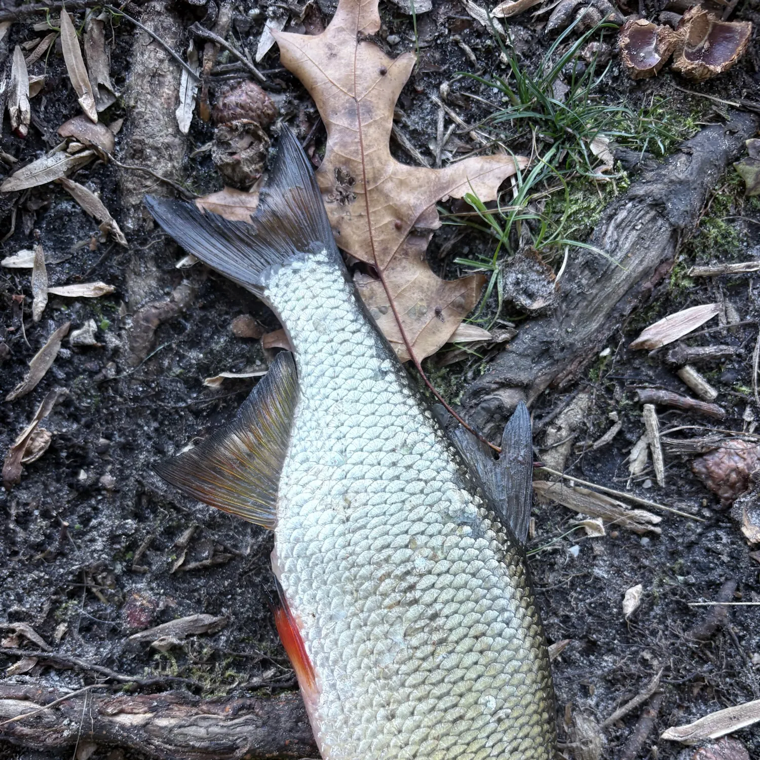 Golden shiner caught on Fishbrain