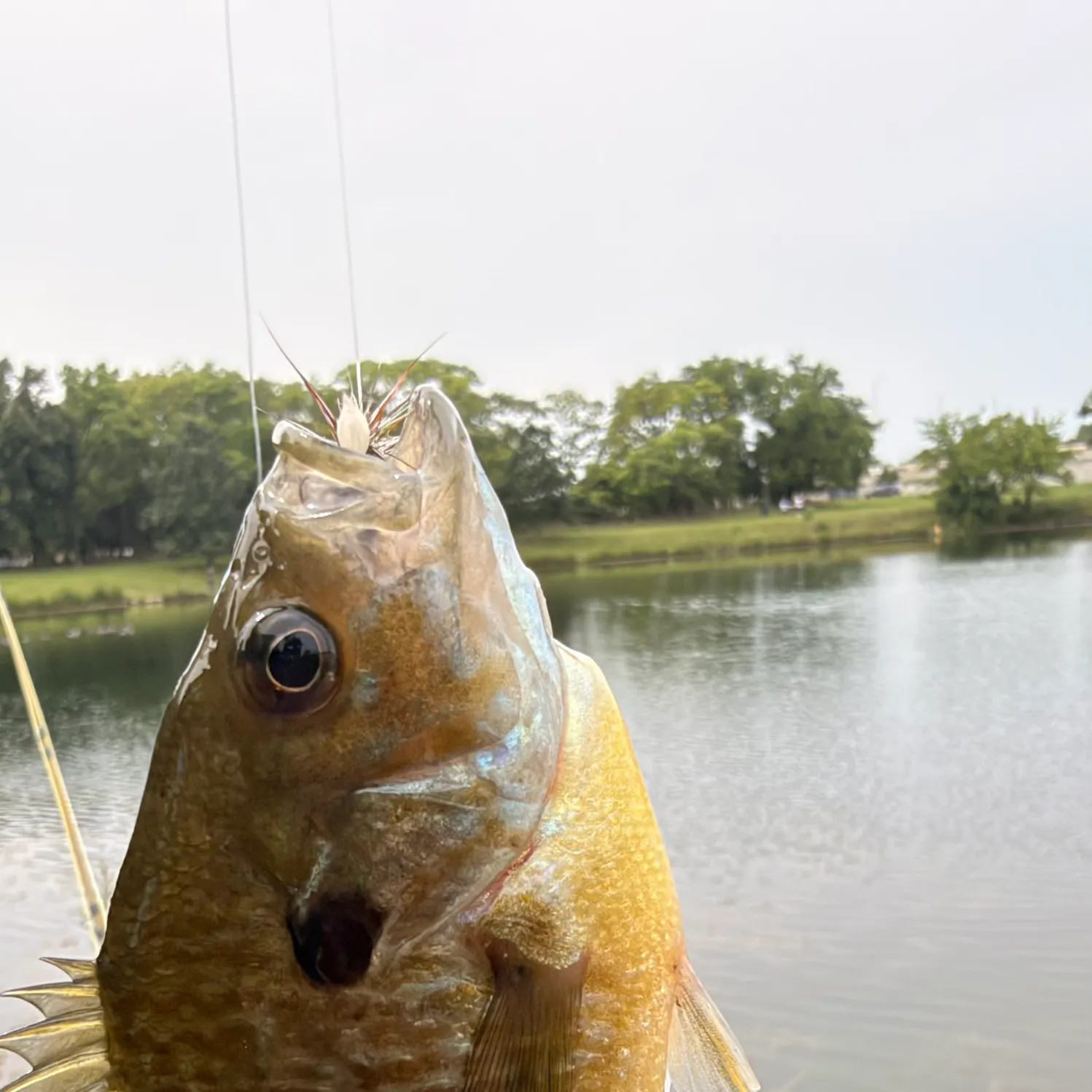 Greengill hybrid caught on Fishbrain