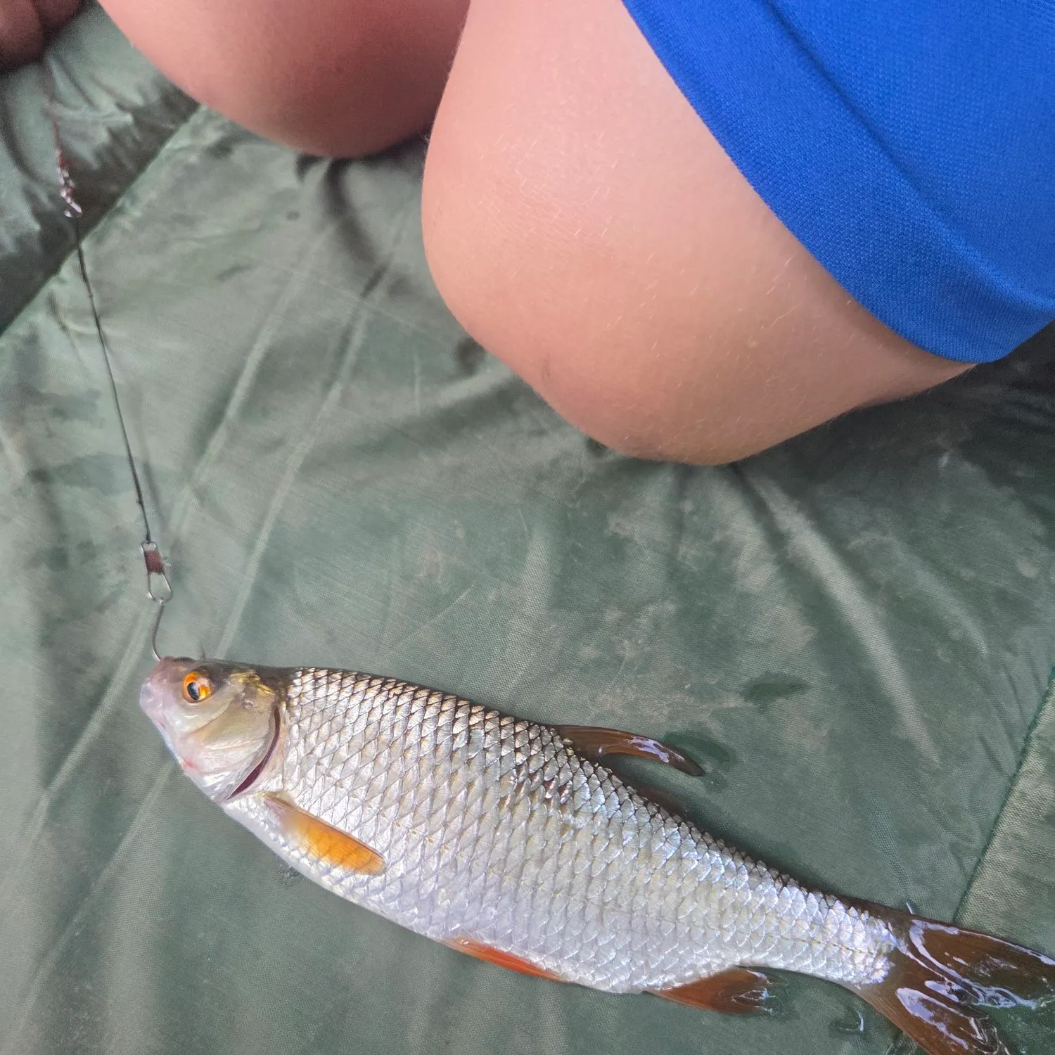 Common roach caught on Fishbrain