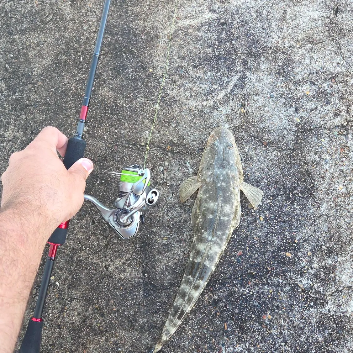 recently logged catches