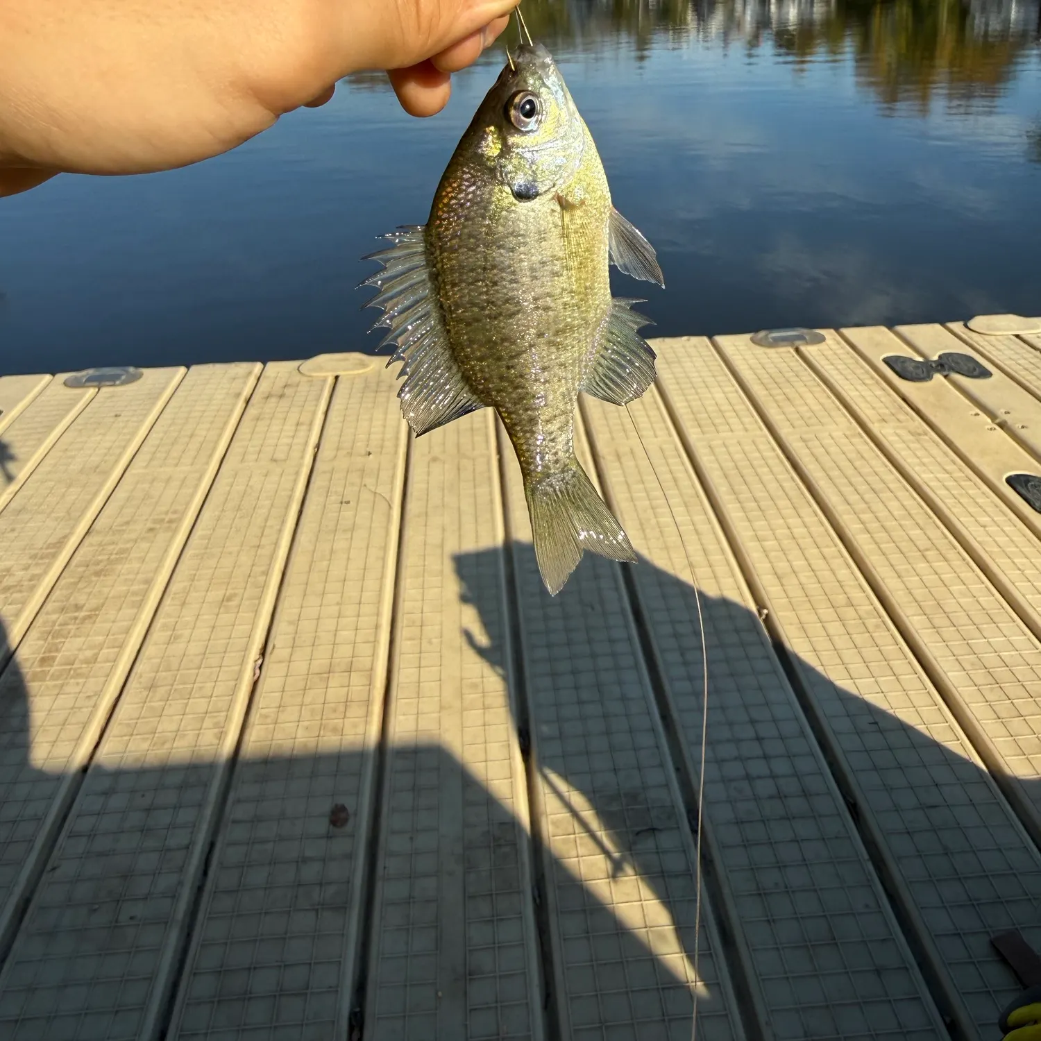 Bluegill caught on Fishbrain