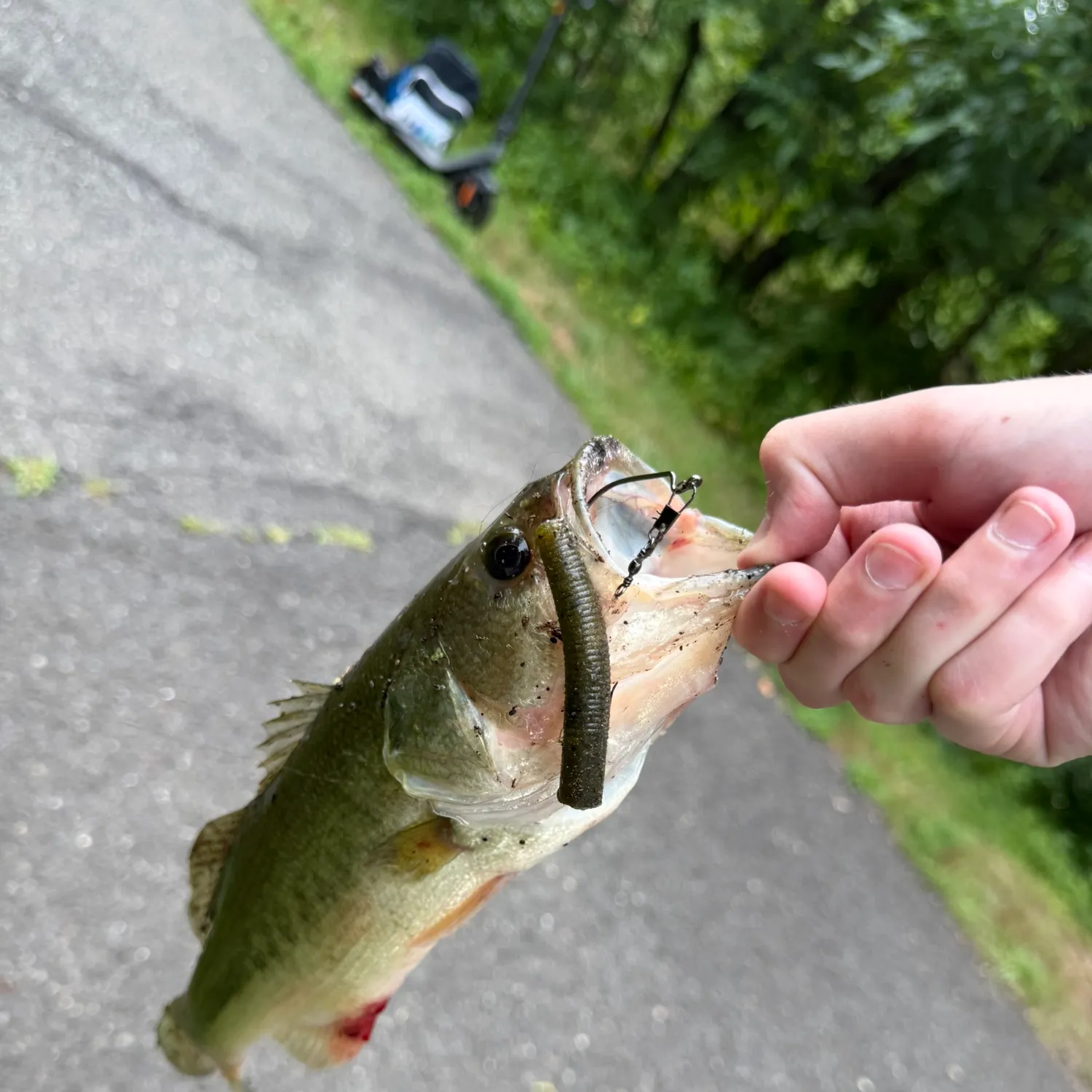 Largemouth bass caught on Fishbrain