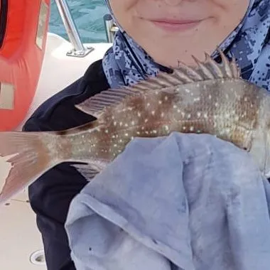 The most recent Silver grunt catches on Fishbrain