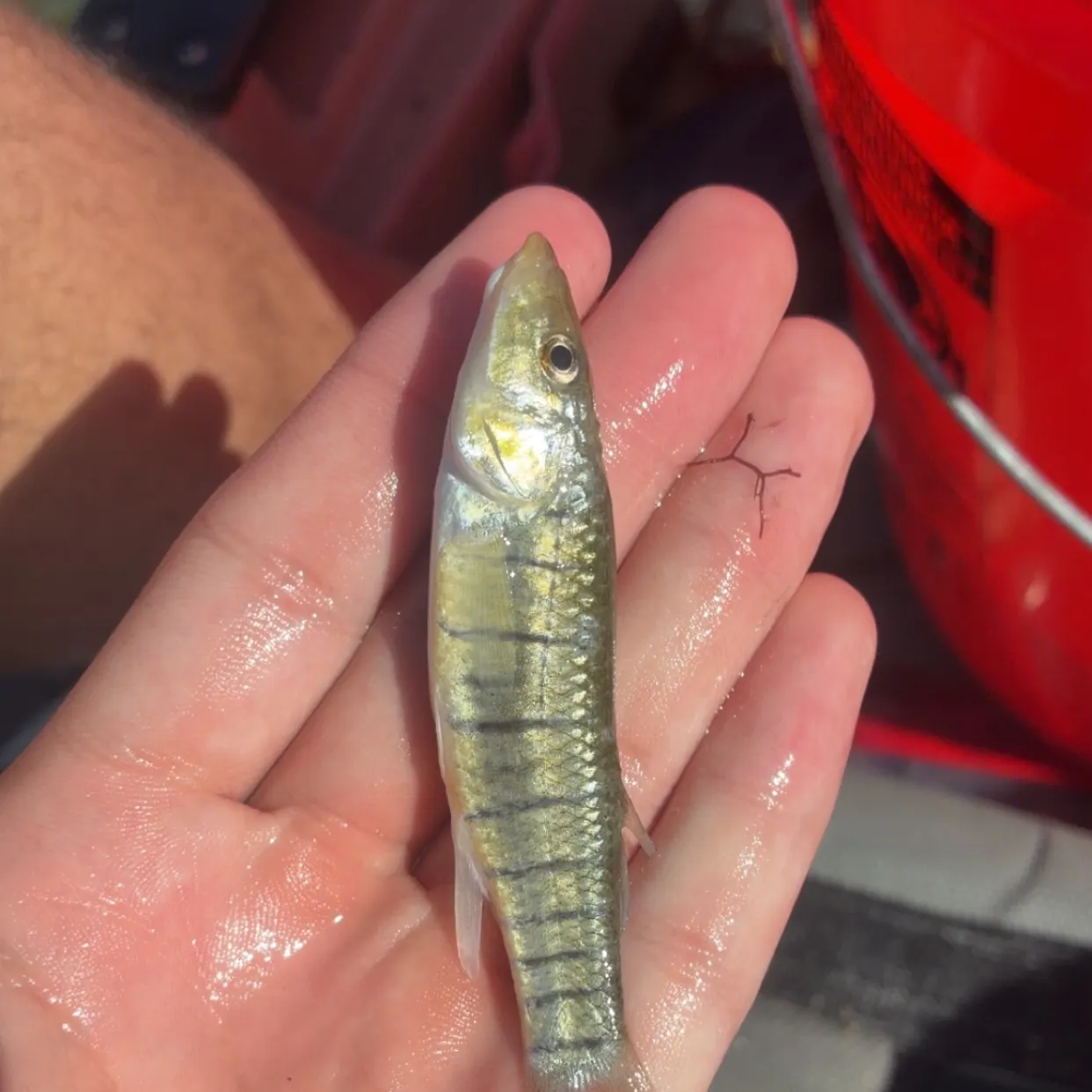 The most recent Striped killifish catches on Fishbrain