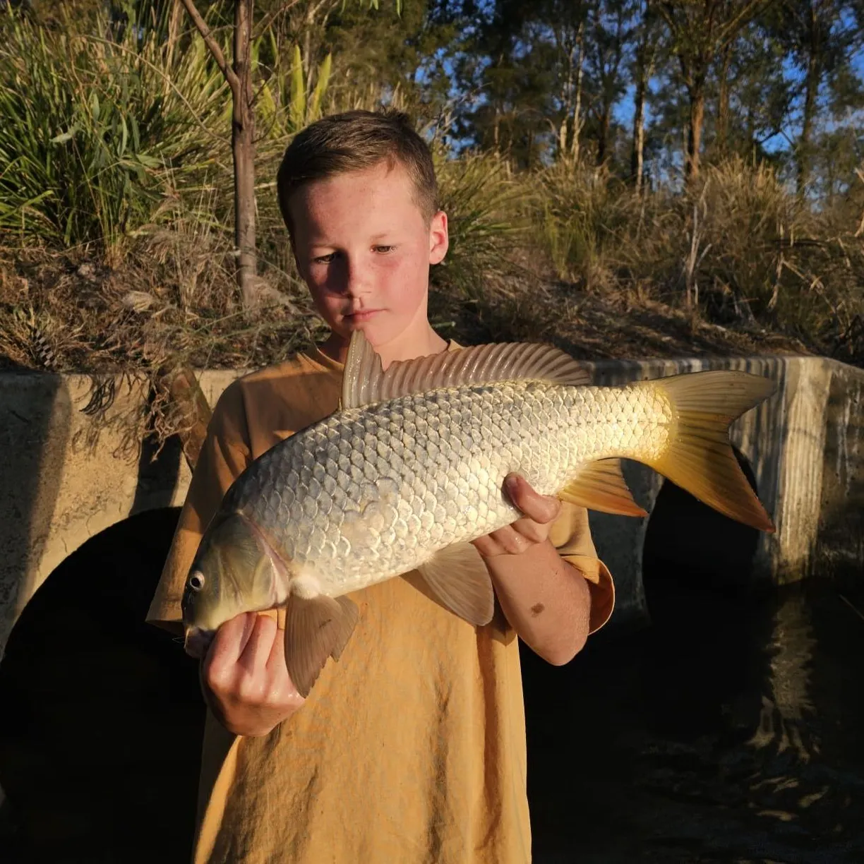 The most recent Common carp catches on Fishbrain