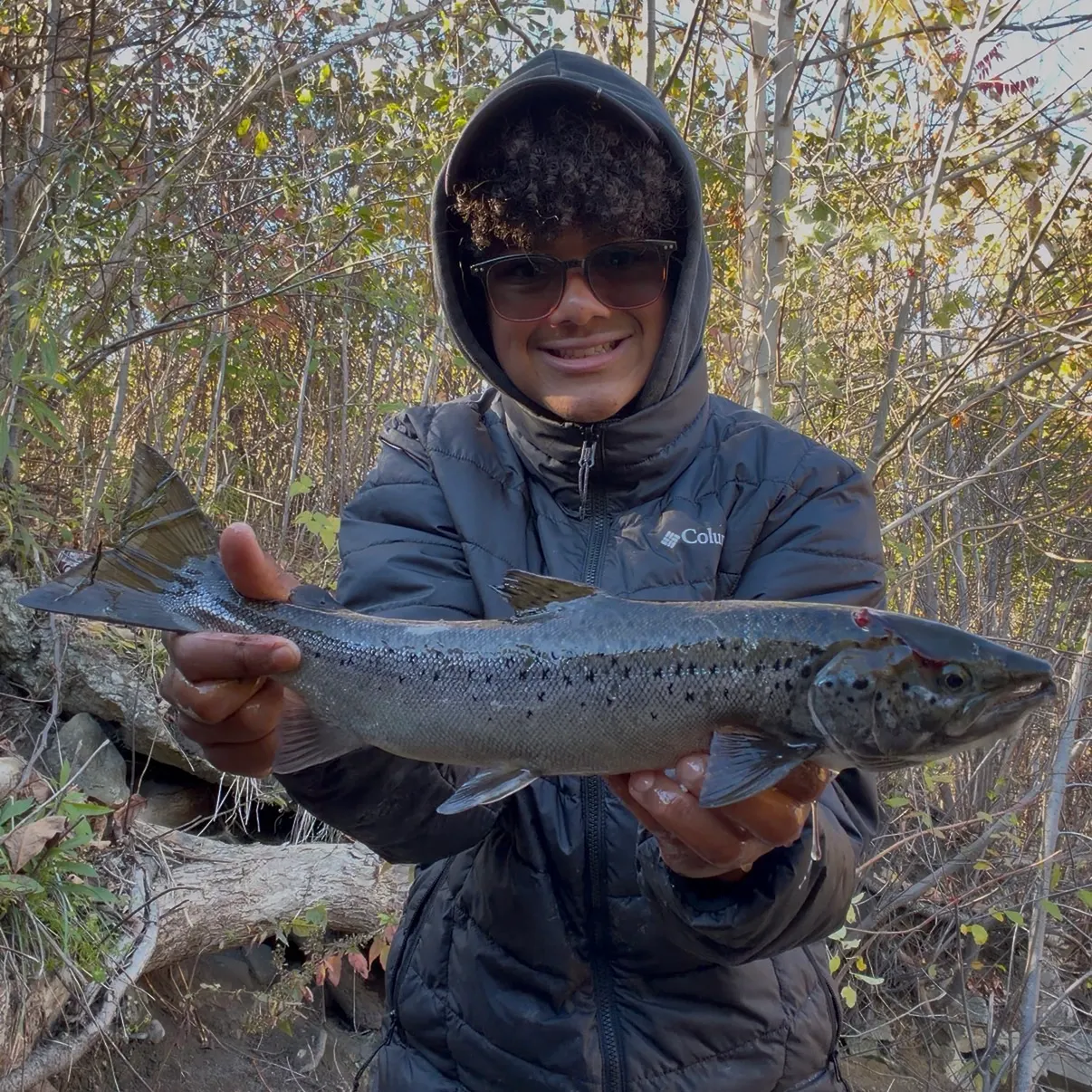 Landlocked atlantic salmon caught on Fishbrain