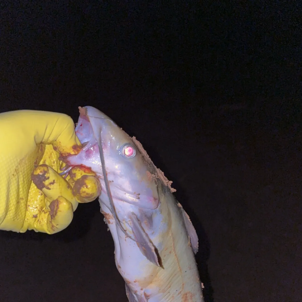 Channel catfish caught on Fishbrain
