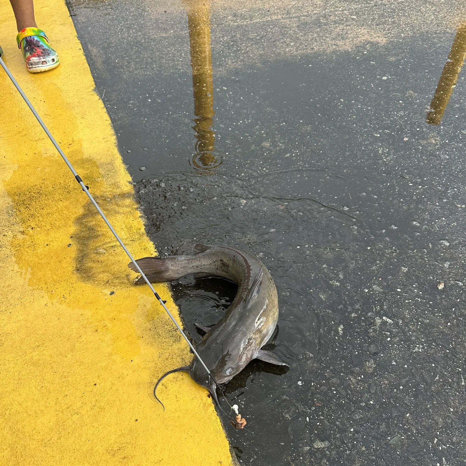 The most recent Blue catfish catches on Fishbrain