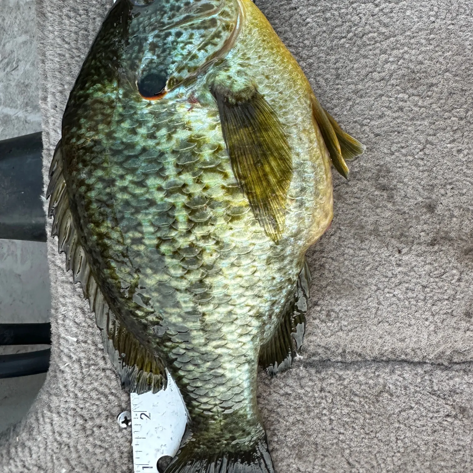 The most recent Redear sunfish catches on Fishbrain